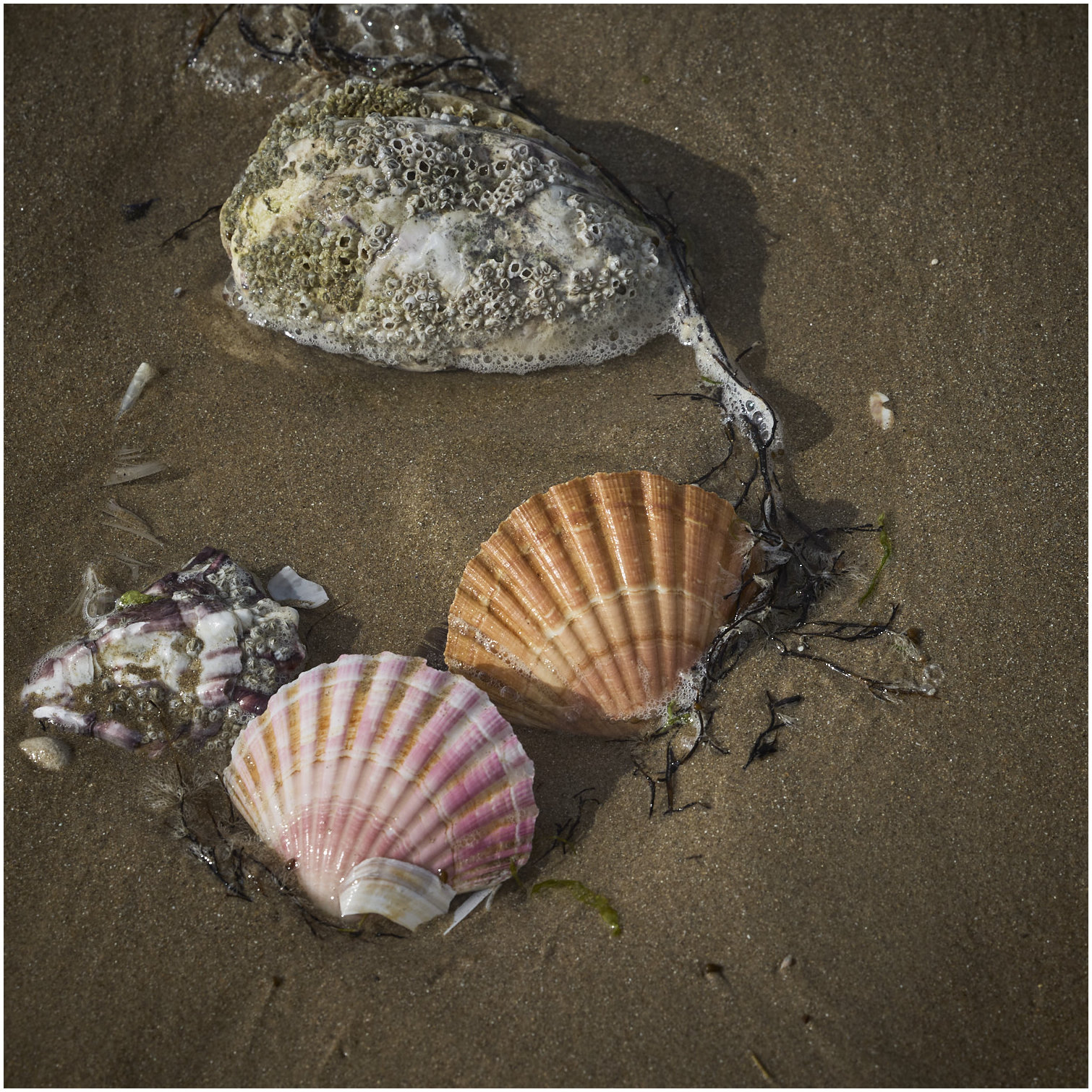 Cotentin36